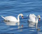 Two elegant swans