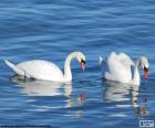 Two elegant swans on a Lake blue