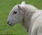 Head of sheep