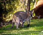 Western grey kangaroo