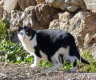 Black and white cat with a stroll through the field