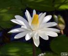 White water lily