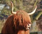 Highland cow head