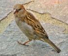 House sparrow is found in most parts of the world