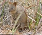 The quokka is a small Kangaroo of the size of a domestic cat, living in some small islands off the coast of Western Australia