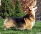 Pembroke Welsh Corgi