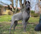 The Thai Ridgeback a large dog originating in Thailand