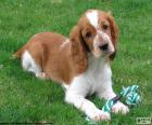 Welsh Springer Spaniel puppy