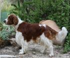 The Welsh Springer Spaniel is a dog size medium originating in Wales