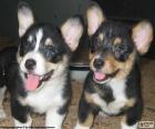 Cardigan Welsh Corgi puppies