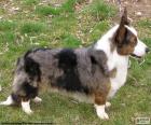 Cardigan Welsh Corgi