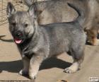 Swedish Vallhund puppy