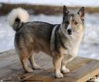 The Swedish Vallhund is a breed originating in Sweden. It is a great companion and used for grazing and hunting for rodents