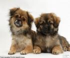 Two curious Tibetan Spaniel puppies