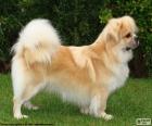 The Tibetan Spaniel is a breed of dog small and smart originating in Tibet