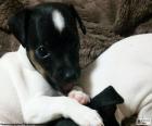 Japanese Terrier puppy a breed that is hard to find