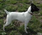 The Japanese Terrier is a dog of medium size, white body and black head. Originating in Japan