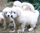 Several white Slovak Cuvac puppies