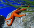 Orange starfish