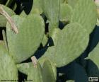 Opuntia ficus-indica or Nopal