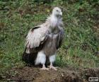 The vultures are birds of prey that tend to feed especially of dead animals