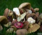Mushrooms of various types