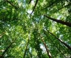 Tops of the trees in a dense forest