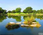 Vegetation reflected in the calm water of a lake or pond