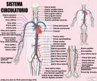 Arteries and major veins of the cardiovascular system. Circulatory system. (Spanish)