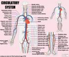 Circulatory system (English)