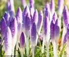 Saffron flowers