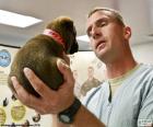 Veterinary doing a scan to a puppy