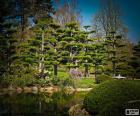 Sugi or Japanese cedar