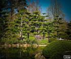 Sugi or Japanese cedar is a large tree can reach 70 meters of height. It is the national tree of Japan