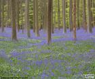 Forest Hallerbos, Belgium