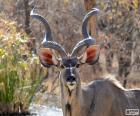 Male Kudu with large horns spiral shaped