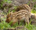 Offspring of wild boar