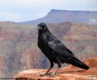 Common raven with completely black plumage, beak strong and slightly arched