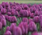 Beautiful purple tulips