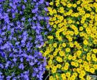 Blue and yellow flowers