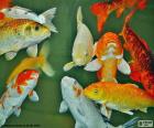 Carp of colors