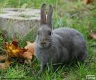 Curious and elegant grey rabbit in the garden