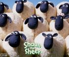 Sheep of the flock of Shaun