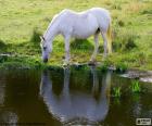 The white horse drinking