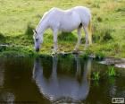 The white horse drinking on the shore of the Lake