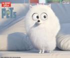 Gigdet is an adorable dog and lives in Manhattan. In the movie The Secret Life of Pets