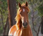 Nice specimen of Brown horse, seen from the front