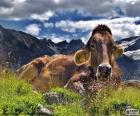 Cow resting on a high mountain in summer meadow