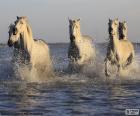 Horses in water