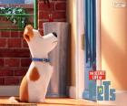 Max waiting in front of the door, is the main protagonist of the animated movie The Secret Life of Pets